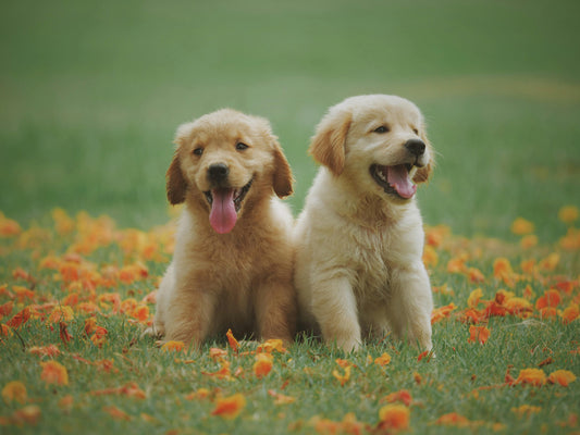 The Ultimate Guide to Caring for Your Pets: Love, Health, and Happiness