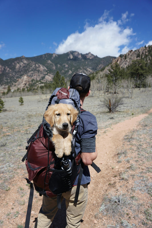 How to Keep Your Pet Happy and Healthy All Year Round