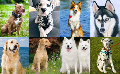 Dog Training Clicker Pet Cat Dog